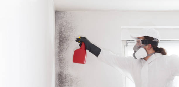 Best Mold Remediation  in Worthgton, IN